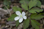 Wood anemone